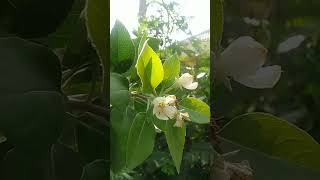 Apel Blossom🍎 apple blossom kebunapel buah buahbuahan gardening garden nature vegetables [upl. by Ricarda]