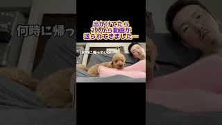 ママスが出かけてたらこの動画が送られてきた犬トイプー トイプードル 犬のいる生活 パパ ラブラブビデオレター 動画 [upl. by Airolg249]