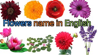 Some flowers name in english flowers nameFlowers name with pictures [upl. by Ginnifer]