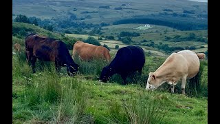 Milking Cows in Leitrim [upl. by Buchheim]