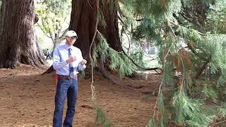 Giant redwood Sequoiadendron giganteum  Plant Identification [upl. by Erdeid]