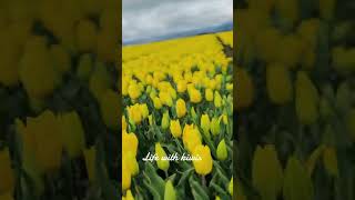 Tulip festival 2024 lifeinnewzealand nzdiaries tulips tulipfestival tulip newzealand [upl. by Lipson]