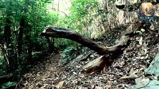 Bandaje Falls  Belthangady  share subscribe support travel karnataka shortvideo trek [upl. by Erelia]