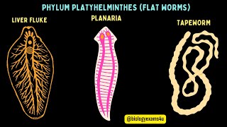 Phylum Platyhelminthes General Characters with Examples Flat worms Animal Kingdom biologyexams4u [upl. by Ynalem303]