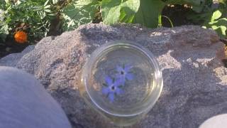 How to make Borage Herb Tinctures [upl. by Torbart]