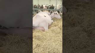 🔴  DAIRY COWS  HOLSTEIN Cattle ✅ Biggest Bulls And Cow [upl. by Judenberg832]