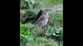 more clips from my travels in my local area including a couple great spotted woodpeckers March 24 [upl. by Hcurob]