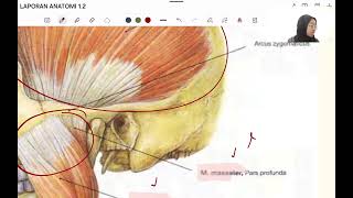 ANATOMI MANDIBULAE M REGIO ANTERBRACHII DAN MANUS DAN ARTICULATIO GENU [upl. by Hakym]