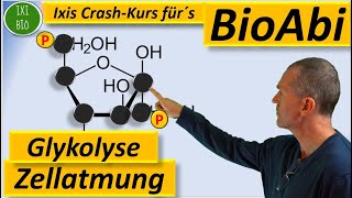 Glykolyse detailliert NEU  Zellatmung vertiefend  Vorbereitung auf das Biologie Abitur [upl. by Anemaj]