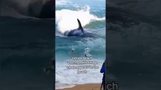 Florida beach The moment a huge whale appears on the beach florida shortvideo [upl. by Lombardi769]