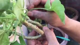 How to take geranium cuttings taking stem for new plant UK [upl. by Dowdell]