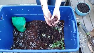 Vermicomposting 101 How to Create amp Maintain a Simple Worm Bin [upl. by Sinaj]