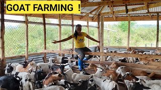 The Cost Of Starting A Profitable GOAT Farming BUSINESS For Beginners [upl. by Medarda22]