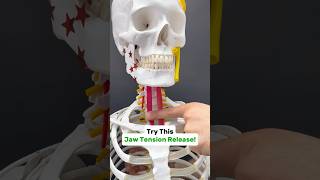 Try this Sternohyoid release for Neck amp Jaw pain tmj tmd [upl. by Fey588]