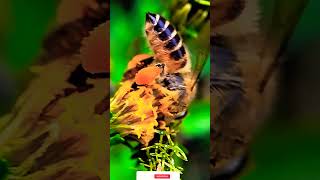 How Honeybees Collect Pollen Amazing CloseUp Footage of Bees at Workinsectlife insectbehavior [upl. by Vez]