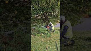 Nixer before School I Removing a tree  Welfare of our Students first [upl. by Eniloj]