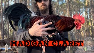 Madigan Claret Rooster and Hen [upl. by Pisarik852]