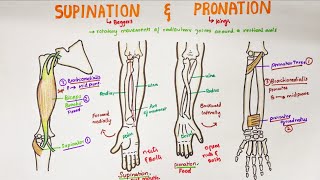 Supination and Pronation in forearm  Anatomy [upl. by Isiad]