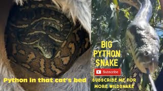 Pythoninthatcat’sbedbrandontroygiffordsnakesnakesreptilecatqldaustralia [upl. by Ssur]