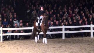 Charmeur Stallion Show Van Uytert 2015 [upl. by Annadal6]