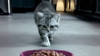 Whiskas Kitten Food TV Commercial 2016 [upl. by Vincenty285]