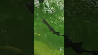 Paddlefish eating top water pellets with sturgeon feeding bottom pellets [upl. by Yaker456]