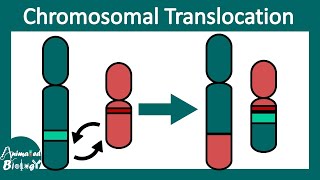 Chromosomal Translocation  Robertsonian vs reciprocal translocation  Clinical pathology  USMLE [upl. by Capone]