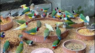 Gouldian finches Aviary 🐦Love birds sounds🐥 Finches Aviary 🐦Budgies parrots sounds [upl. by Isobel]