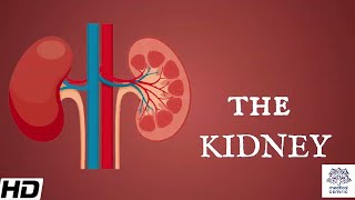 Kidneys Anatomy Picture and Function [upl. by Loos]