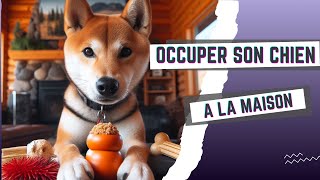 TOP des activités pour votre chien à la maison [upl. by Dione]