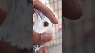 Golden eyes female pigeon manytypesofpegion kabootar bestpegion birdspecies bird [upl. by Ynaffat]