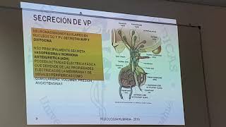 Regulación de osmolaridad y volumen del LEC parte 2 [upl. by Leeanne]