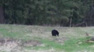 BEAR VS COYOTES  Short Action Packed Version [upl. by Seilenna]