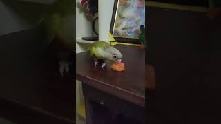 Mittu ❤️❤️ 21102024 birds tamed parrot birdslover [upl. by Aisad]