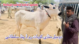 Today domail mandi 2024 latest update Rates ll fateh jang mandi taxila mandi ll Part 3 ll Jamil tv [upl. by Pyle]