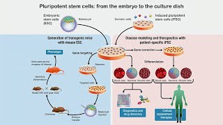 Understanding Human Pluripotent Stem Cell States and Their Applications with Thorold Theunissen [upl. by Berard]