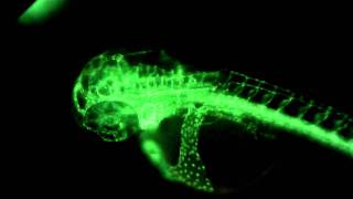 Zebra Fish with GFP Green Fluorescent Proteins [upl. by Niwhsa11]