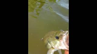 Bass fishing on Southlake in Farmersville TX 5122016 [upl. by Ladin]