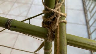 Building a Cucurbit Trellis  Carrot Germination [upl. by Nnylanna398]