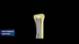 Equine Distal Forelimb Tendons and Ligaments [upl. by Ynohtnaleahcim]