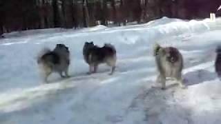 Keeshond HELL  3 Minutes of DOG MAYHEM [upl. by Dranyam820]