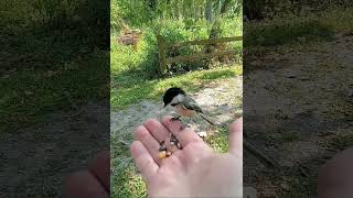 A Quick Snack for a Cute Little Bird the Chickadee 082524 [upl. by Notnirt]