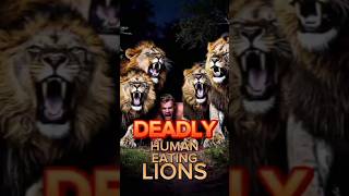 Deadly human eating lions in 1898  joe rogan uganda kenya lion facts wildlife human usa us [upl. by Annaerb237]