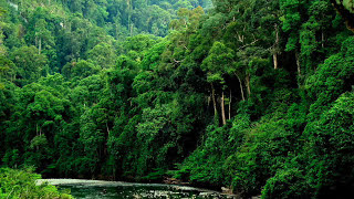 Sounds of the Malaysian Rainforest circa late 1950s [upl. by Firooc711]