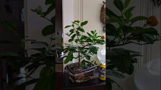 Lemon tree care and tipsbonsai lemon video viralreels [upl. by Turrell]