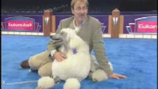 The Secrets of Dog Show Handlers [upl. by Eelarual64]