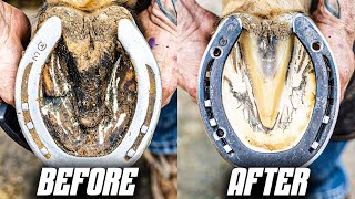 Full Horse Hoof Restoration in 4K  SATISFYING ASMR [upl. by Ailyt84]