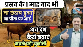 प्रसव के एक माह बाद गाय भैंस का दूध कैसे बढ़ाएं घरेलू उपाय 👌🏽cow and buffalo ka milk badhane ka desi [upl. by Ulrich]