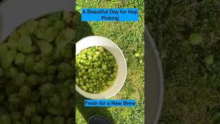 Hop Picking Fresh for Brewing [upl. by Brittany]