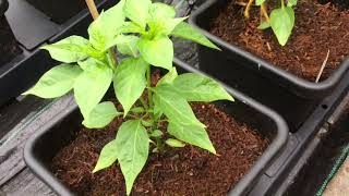 Hydroponics for Beginners Chillies [upl. by Giesser]